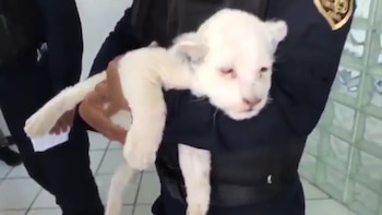 Su tenencia está avalada por