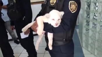 El criador que vendió al