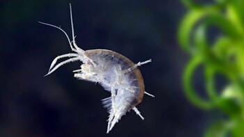 Los investigadores se asombraron al