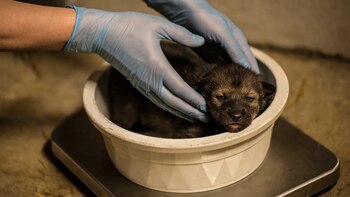 Los lobos, llamados así por