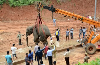 El elefante salvaje fue adormecido