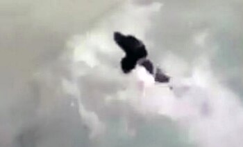 El perro fue arrojado a una playa en el sur de Inglaterra (Foto: Especial)