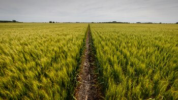 la campaña de trigo estará