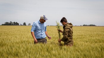 Los productores proyectan aumentar el