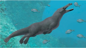 Reconstrucción idealizada de la ballena