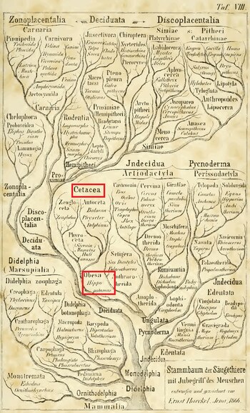 Detalle del árbol evolutivo de