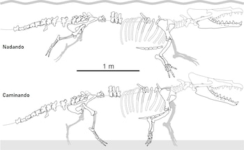 Figura 2. Partes preservadas del