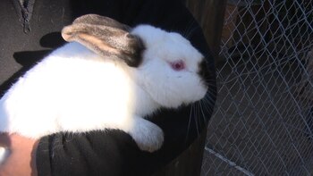 Más de 115 millones de