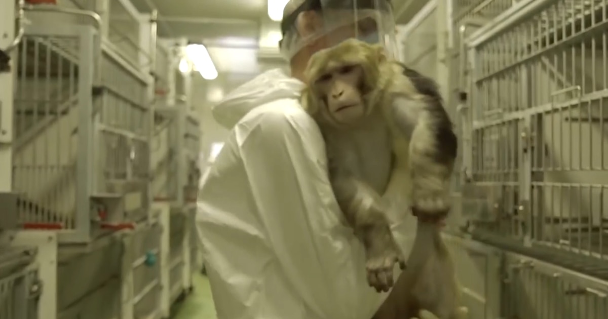 Experimentos con animales en la mira: los datos afirman que los testeos ya trascienden la industria cosmética y medicinal - Infobae