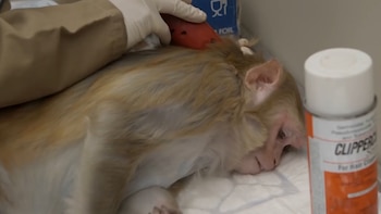 Los científicos testean en animales