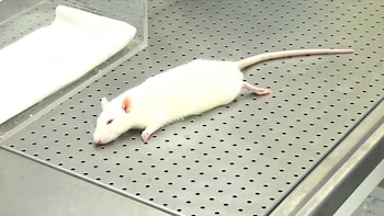 Se estima que la investigación