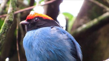 En la Reserva Urutaú hay