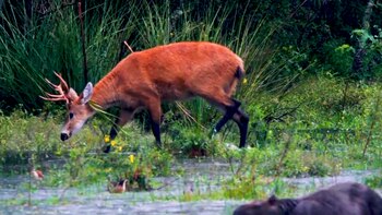 Un relevamiento reciente arrojó que