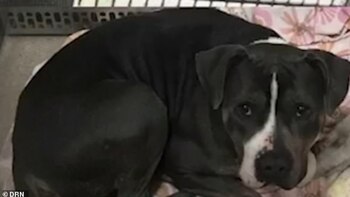 La mascota no presentó lesiones por la caída (Foto:Facebook – Seguin Animal Services)
