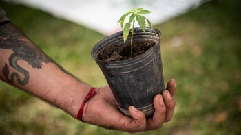 Cerca del 2.5% de la