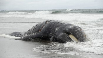 Las olas chocan contra una