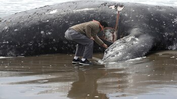 Un hombre, Duat Mai, observa