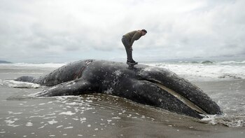 Duat Mai se para sobre