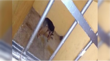 El perro fue detenido hace dos días, luego de la morder a la mujer que lo atacaba (Foto: ADN Sureste)