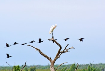 El ecosistema de este humedal