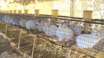 La producción de animales de