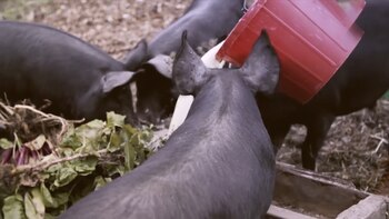 El consumo de carne vacuna,