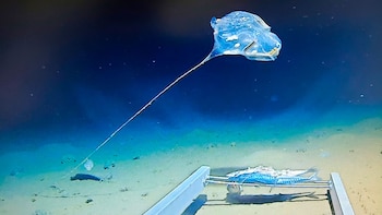 Imagen tomada por la expedición