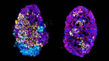 Los investigadores utilizaron la secuenciación