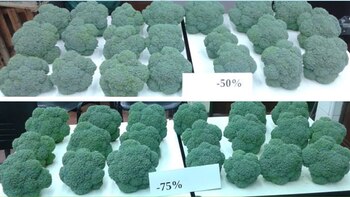 En los experimentos donde se