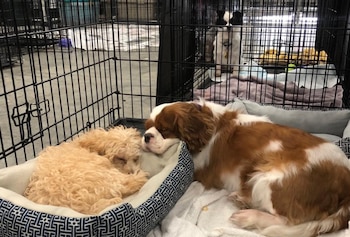 Algunos de los perros bajo