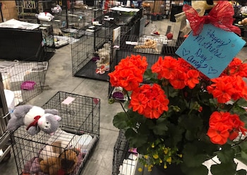 Algunos animales del refugio en