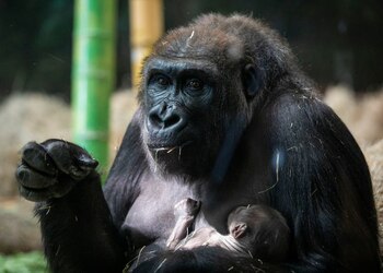 Los gorilas y otros primates