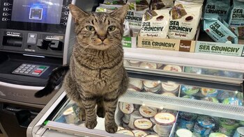 Estos gatos viven en lugares