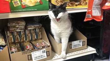 La vida de estos gatos