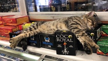 Dormir en las vitrinas es