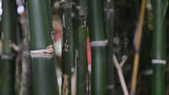 De las cañas del bambú