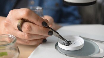 Se trabajo sobre diferentes biocarbones