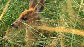 En nuestro país, el ciervo