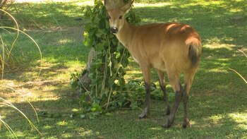 Habita zonas de esteros y