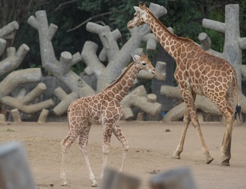Los animales permanecerán resguardados en