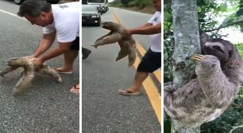 El animal se encontraba en