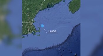Luna es el tiburón blanco