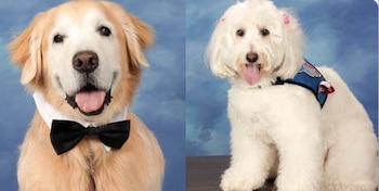 Los caninos fueron bien acogidos por el alumnado (Foto: @AerieYearbook)