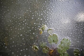 Aguas contaminadas en la laguna