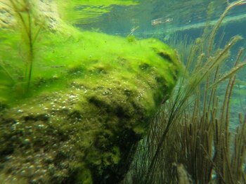 Estromatolitos bajo el agua (Foto: