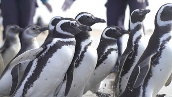 Los pingüinos magallánicos fueron declarados