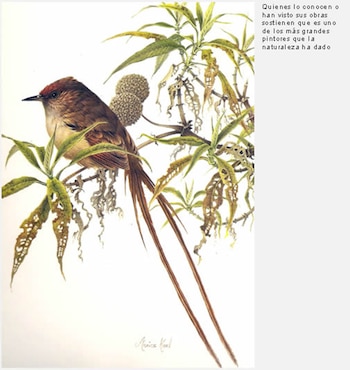 Un pájaro pintado por Iván