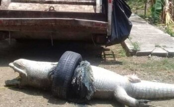 La mayoría de los colonos