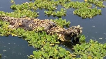 Bomberos y personal de Protección