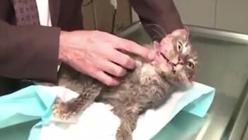 El gato herido fue atendido